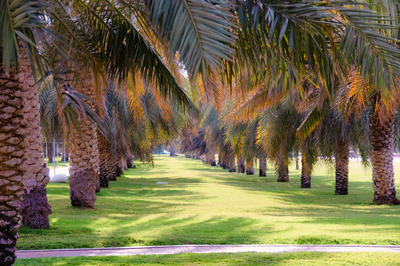 A tranquil view through rows of palm trees in a lush green park under daylight.